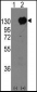 M Cadherin (CDH15) Antibody (C-term)
